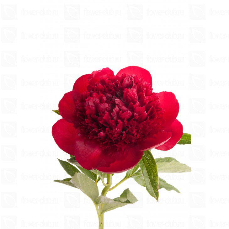 Пион - букет, маленькая, цветы - оригинал