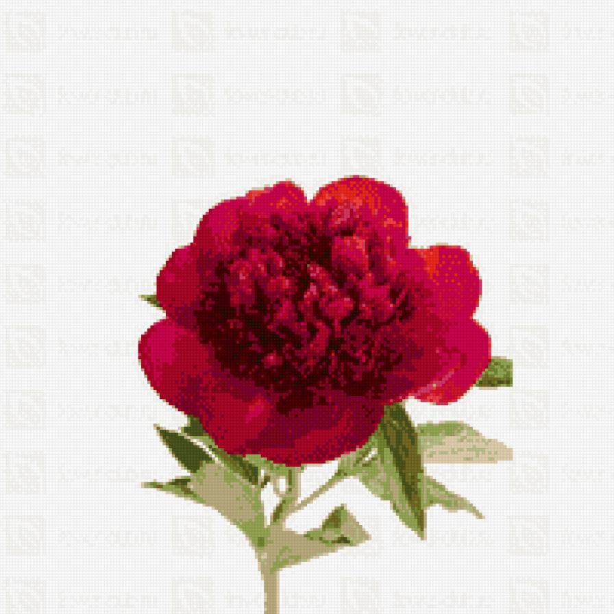 Пион - цветы, букет, маленькая - предпросмотр