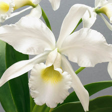 Схема вышивки «Очарованиею»