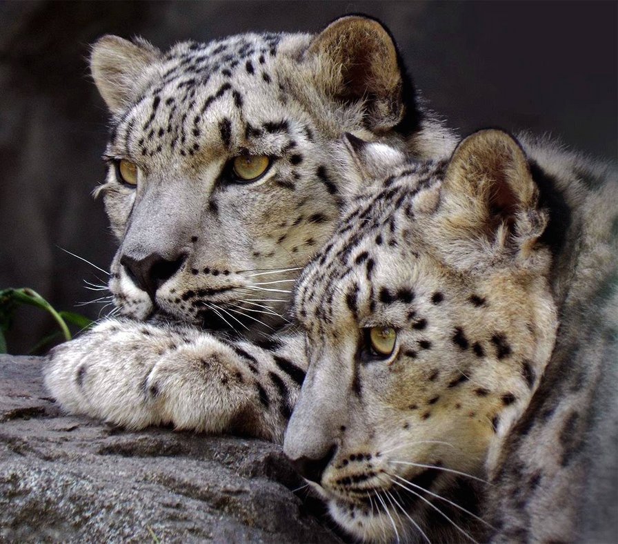 леопарды - леопарды - оригинал