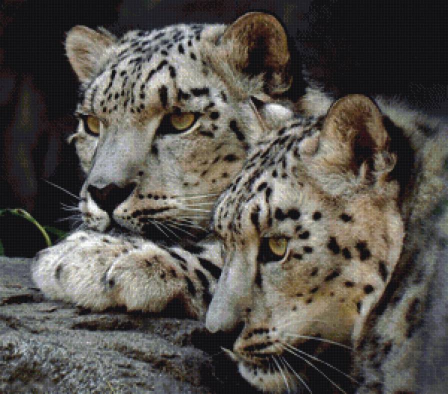 леопарды - леопарды - предпросмотр