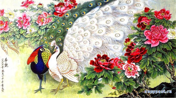 павлины - оригинал