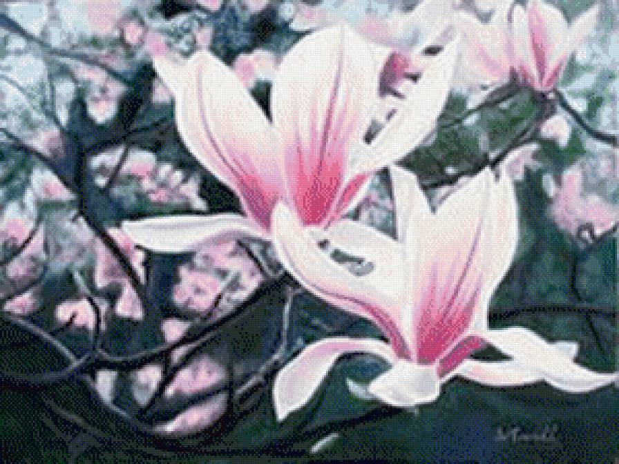 Магнолия - цветы, магнолия - предпросмотр