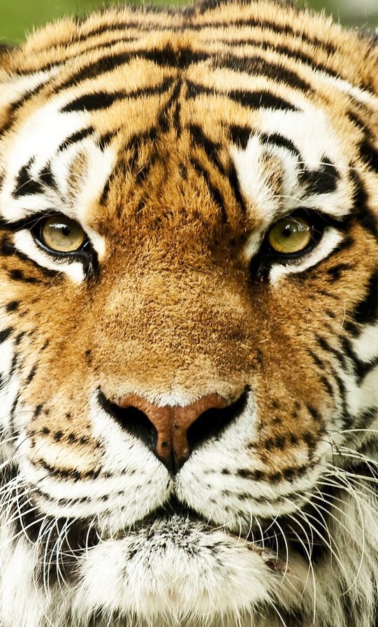 Тигр - хищник, тигр - оригинал