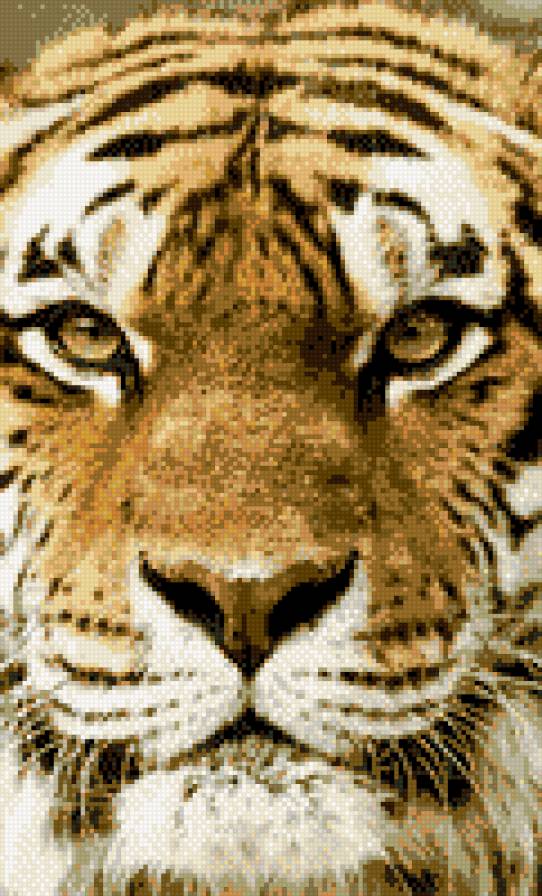 Тигр - хищник, тигр - предпросмотр
