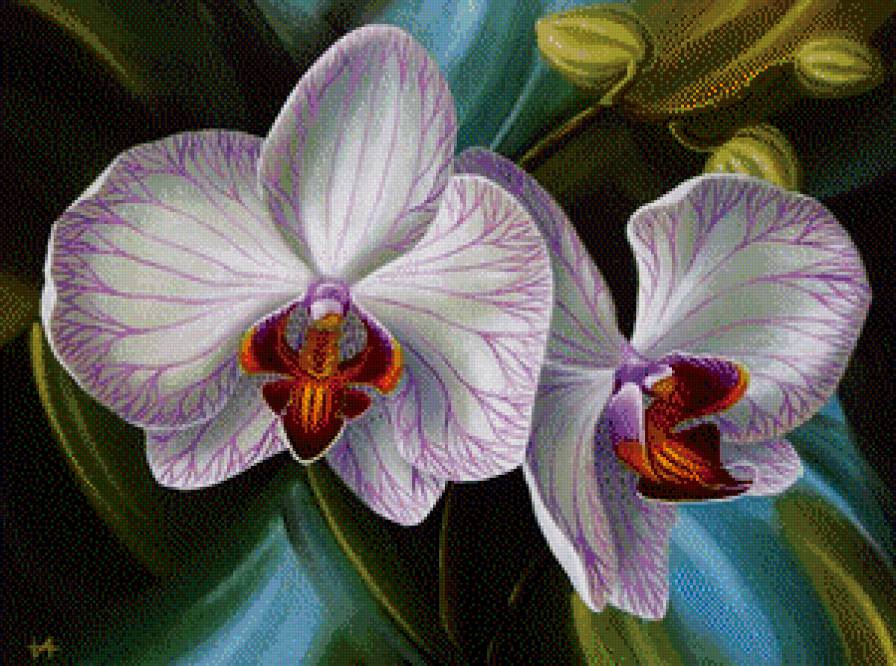 Орхидея - бутон, цветы - предпросмотр