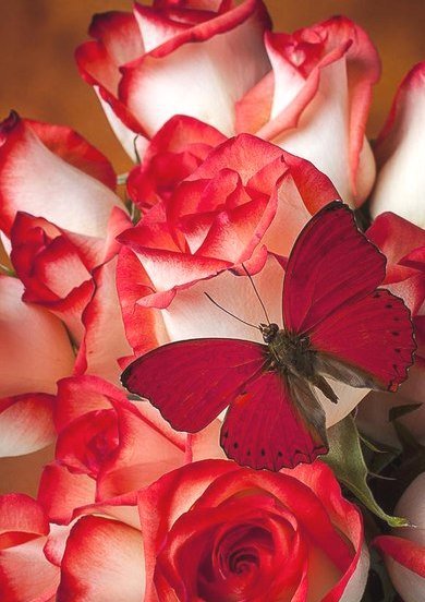 розы и бабочка - оригинал