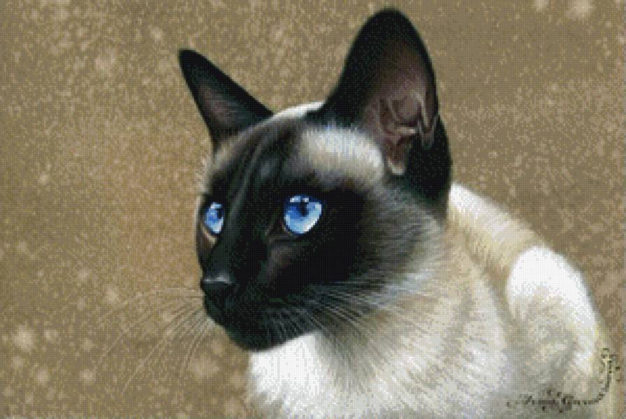 красавица сиамка - кошка, кот - предпросмотр