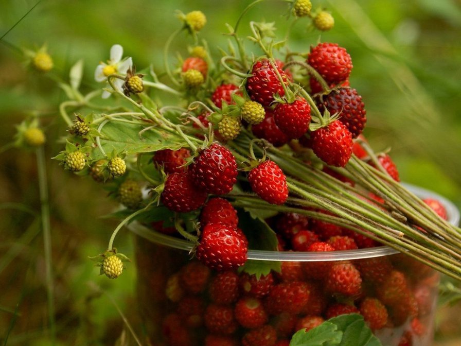 земляника - лето - оригинал