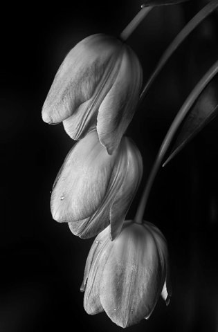 №960071 - оригинал