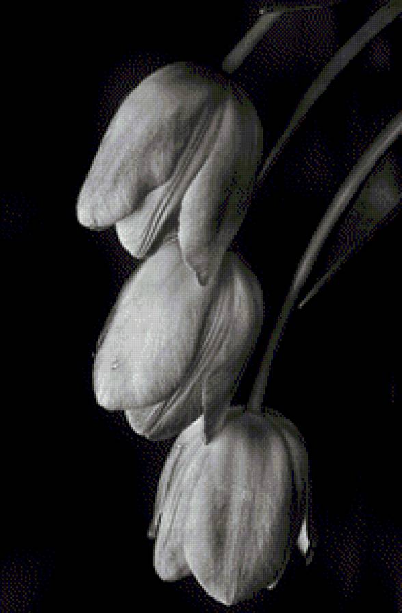 №960071 - предпросмотр