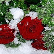 розы в снегу