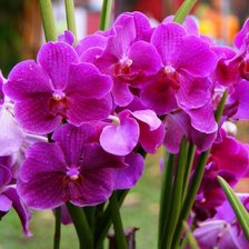 Оригинал схемы вышивки «орхидеи» (№960120)