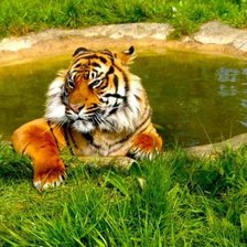Оригинал схемы вышивки «купающийся тигр» (№960243)