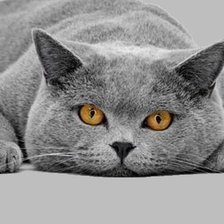 Схема вышивки «котек»