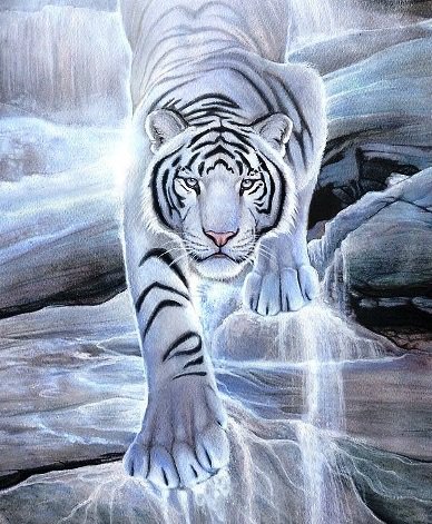 Белый тигр - животные, хищник, тигр - оригинал