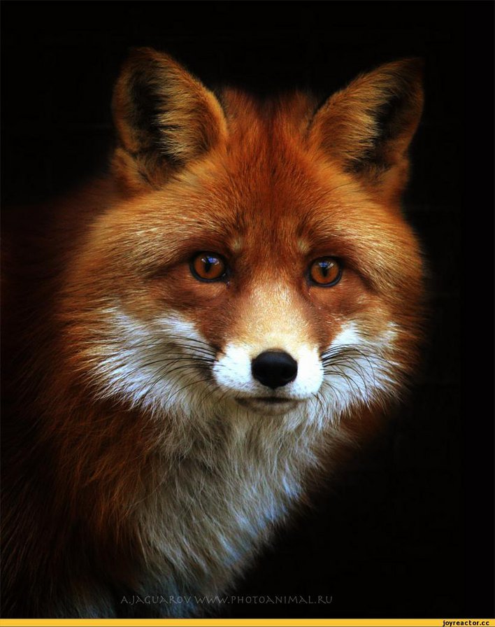 Лисица - лиса, животное, лисица, хищник - оригинал