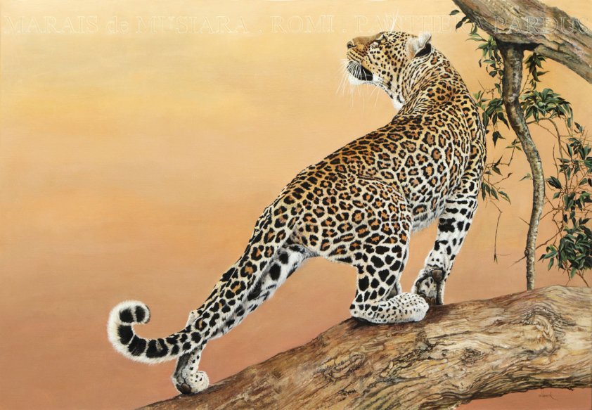 леопард - хищник, леопард - оригинал