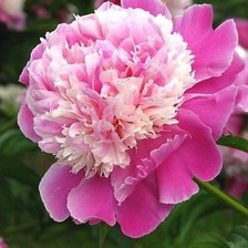 Схема вышивки «№961483»