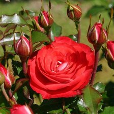 Схема вышивки «№961485»