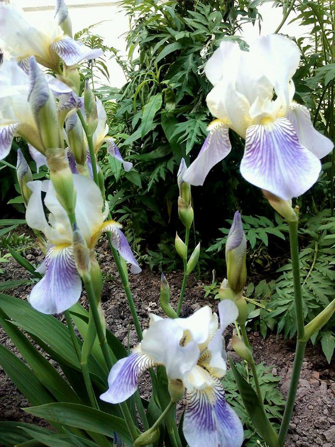 ирисы - цветы - оригинал