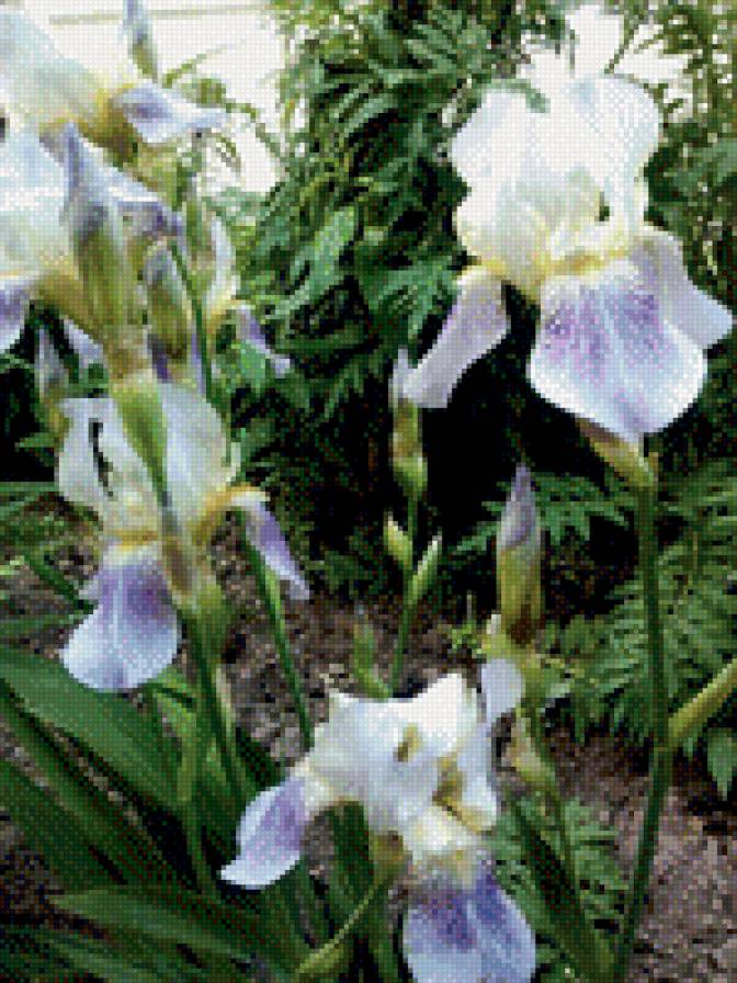 ирисы - цветы - предпросмотр