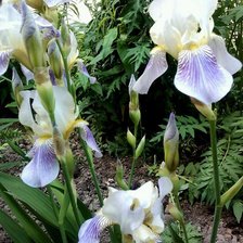 Схема вышивки «ирисы»