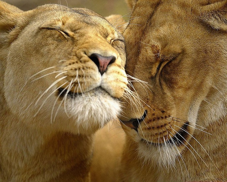 влюбленные львы - львы, пары, животные - оригинал