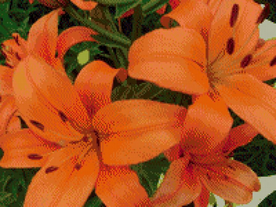 мои цветы - цветы - предпросмотр