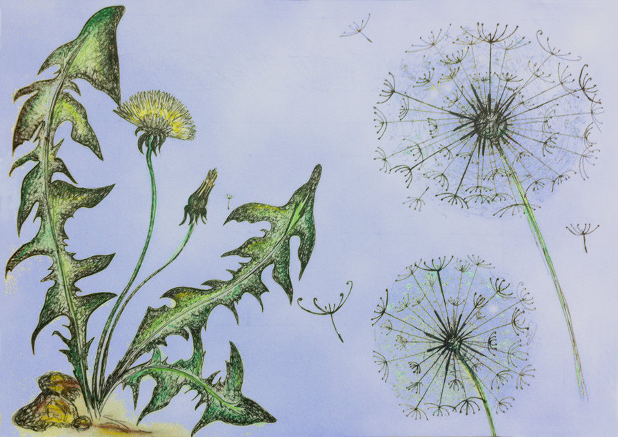 Одуваны - оригинал