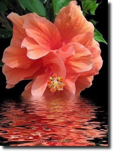 отражение - оригинал