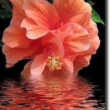 Схема вышивки «отражение»