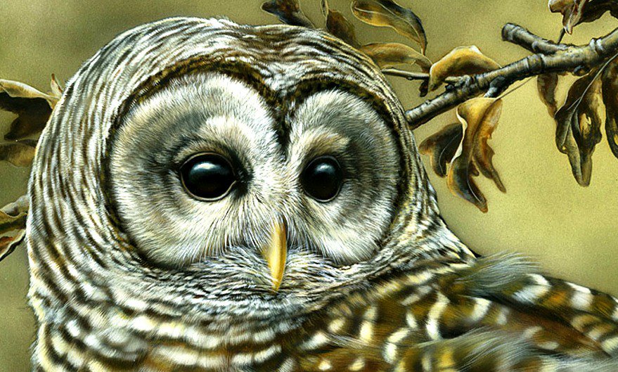 Сова - птица, птицы - оригинал