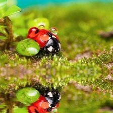 Схема вышивки «коровка»