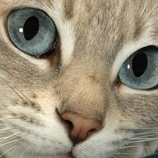 Схема вышивки «котик»