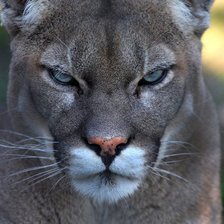 Схема вышивки «посмотри мне в глаза»