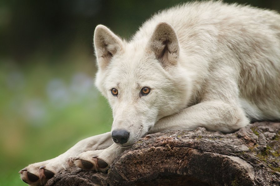 Белый волк - wolf, животное, волк, белый, white - оригинал