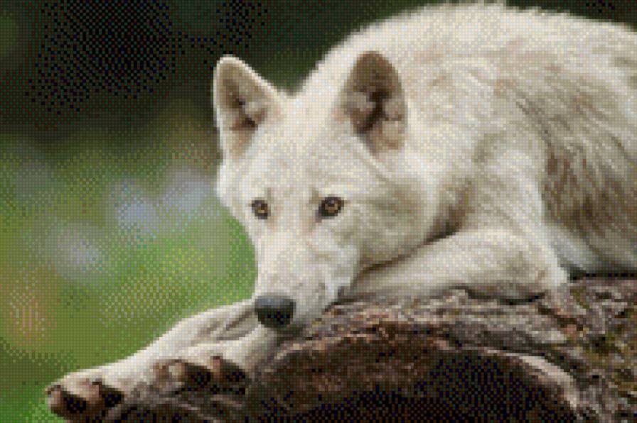 Белый волк - white, животное, wolf, белый, волк - предпросмотр