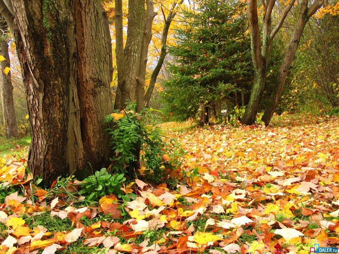 Осень золотая. - осень, лес. деревья - оригинал