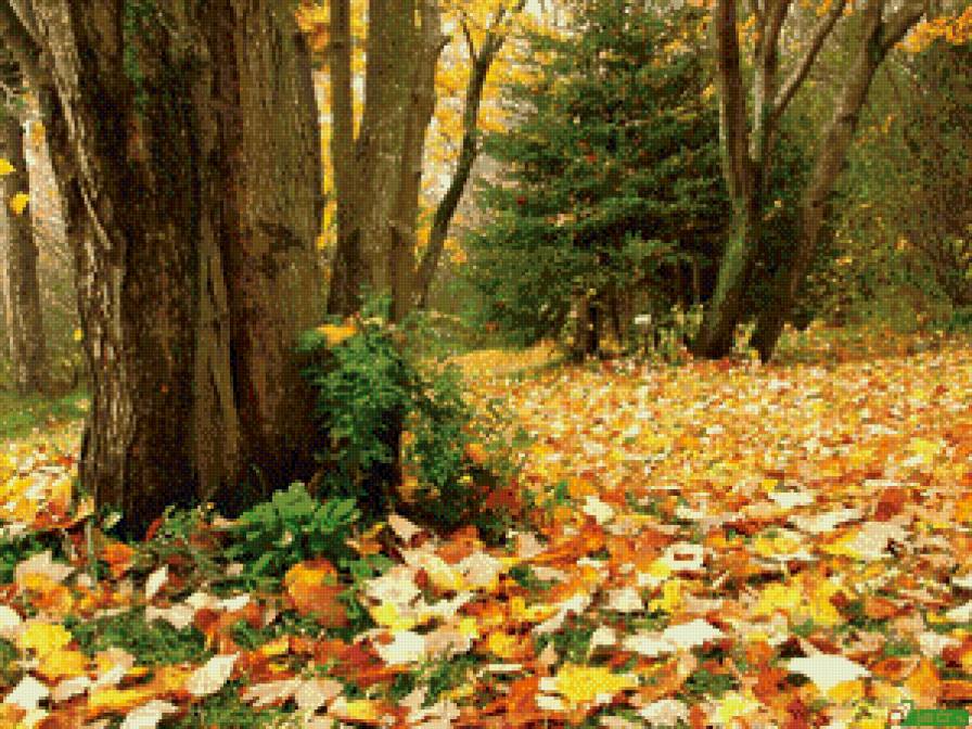 Осень золотая. - осень, лес. деревья - предпросмотр