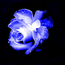 Схема вышивки «Розочка»