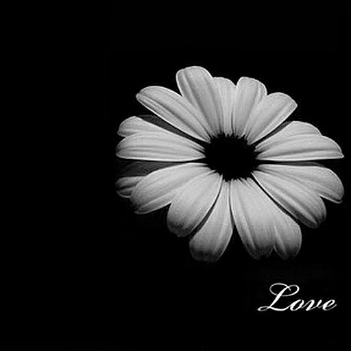 Ромашка - цветы, ромашка - оригинал