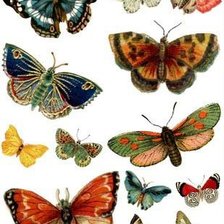 Оригинал схемы вышивки «бабочки» (№963596)