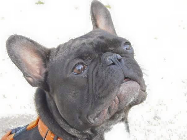 perrito - оригинал