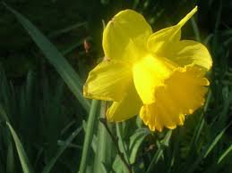 shar - оригинал