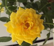 Схема вышивки «t»