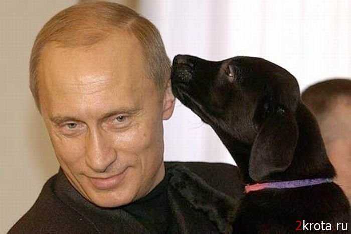 Это наш президент!! - президент, путин, россия - оригинал