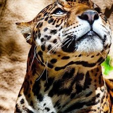 леопард 2