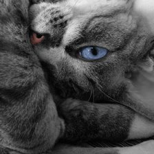 Схема вышивки «котя»