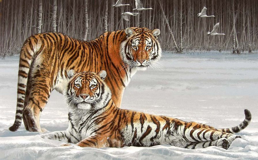 Серия "Дикая природа" - отдых, тигр, тигры, снег, зимний пейзаж, птицы - оригинал